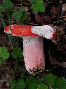 Holubinka sličná - Russula rosea Pers.