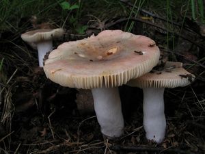 Holubinka parková - Russula exalbicans (Pers.) Melzer et Zvára 1928