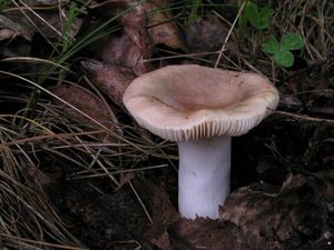 Holubinka parková - Russula exalbicans (Pers.) Melzer et Zvára 1928