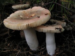 Holubinka parková - Russula exalbicans (Pers.) Melzer et Zvára 1928