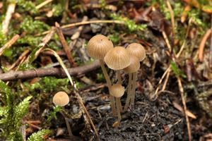 Křehutka výkalová - Psathyrella tenuicula (P. Karst.) Örstadius & Huhtinen 1996