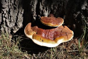 Lesklokorka pryskyřičnatá - Ganoderma resinaceum Boud.