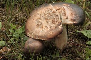 Klikni pro velký obrázek