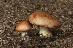 Pavučinec neslizký - Cortinarius pseudocrassus Joss et P.D.Orton