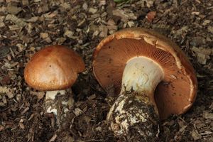 Pavučinec neslizký - Cortinarius pseudocrassus Joss et P.D.Orton