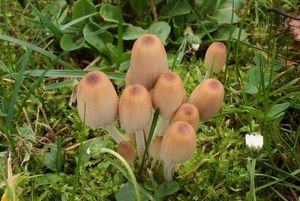 Hnojník lesní - Coprinellus silvaticus (Peck) Gminder 2010