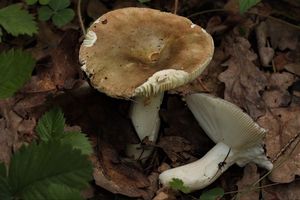 Klikni pro velký obrázek