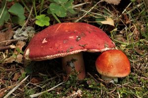 Holubinka sličná - Russula rosea Pers.