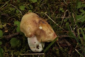 Holubinka fialovonohá - Russula violeipes