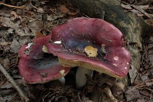 Klikni pro velký obrázek