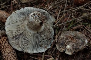 Holubinka černobílá - Russula albonigra (Krombh.) Fr.