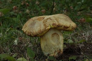 Klikni pro velký obrázek