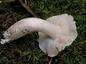 Čirůvka holubičí - Tricholoma columbetta (Fr.) P.Kumm.