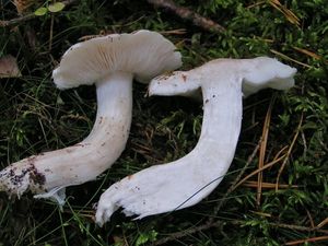 Čirůvka holubičí - Tricholoma columbetta (Fr.) P.Kumm.