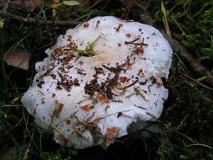 Čirůvka holubičí - Tricholoma columbetta (Fr.) P.Kumm.