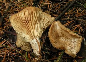 Strmělka vonná - Clitocybe fragrans (With.) P. Kumm. 1871