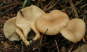 Strmělka vonná - Clitocybe fragrans (With.) P. Kumm. 1871