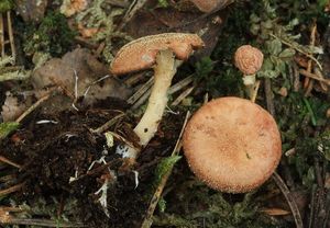 Strmělka kořínkatá - Clitocybe vermicularis (Fr.) Quél.