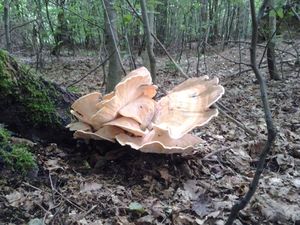 Klikni pro velký obrázek