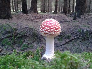 Klikni pro velký obrázek