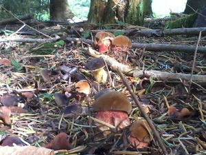 Klikni pro velký obrázek