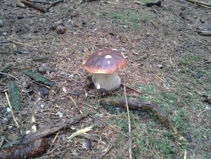 Klikni pro velký obrázek