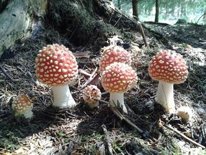 Klikni pro velký obrázek