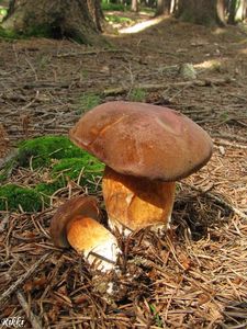 Klikni pro velký obrázek