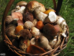 Klikni pro velký obrázek