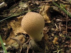 Klikni pro velký obrázek