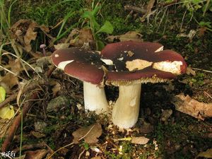 Klikni pro velký obrázek