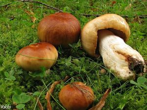 Klikni pro velký obrázek