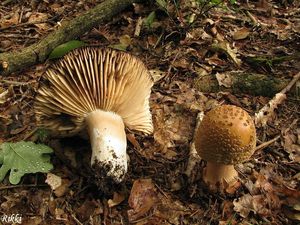 Klikni pro velký obrázek