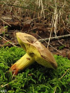 Klikni pro velký obrázek