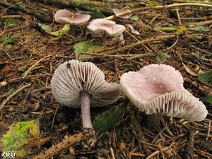 Klikni pro velký obrázek