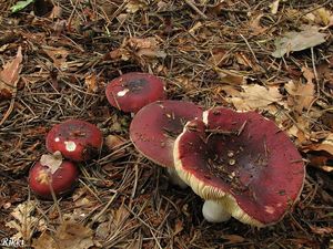 Klikni pro velký obrázek