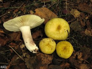 Klikni pro velký obrázek