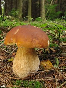 Klikni pro velký obrázek