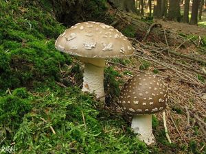 Klikni pro velký obrázek