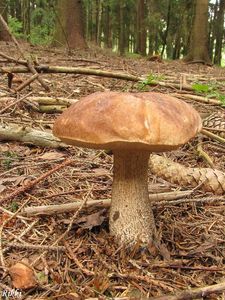 Klikni pro velký obrázek