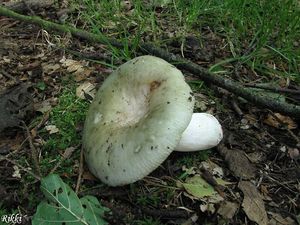 Klikni pro velký obrázek