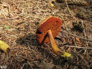 Klikni pro velký obrázek