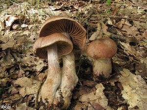 Klikni pro velký obrázek