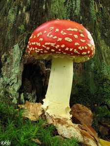 Klikni pro velký obrázek