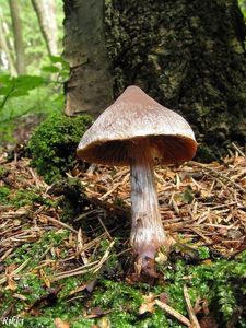 Klikni pro velký obrázek