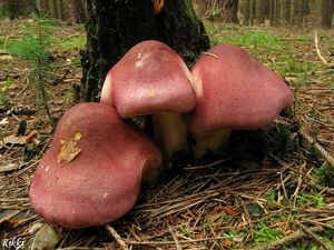 Klikni pro velký obrázek