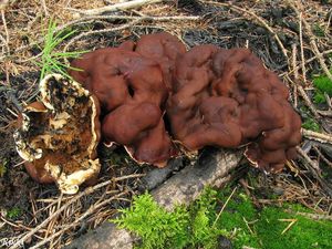 Klikni pro velký obrázek