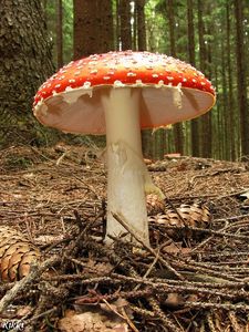 Klikni pro velký obrázek