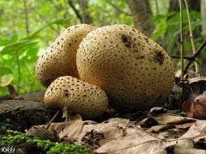 Klikni pro velký obrázek