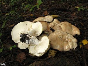 Klikni pro velký obrázek